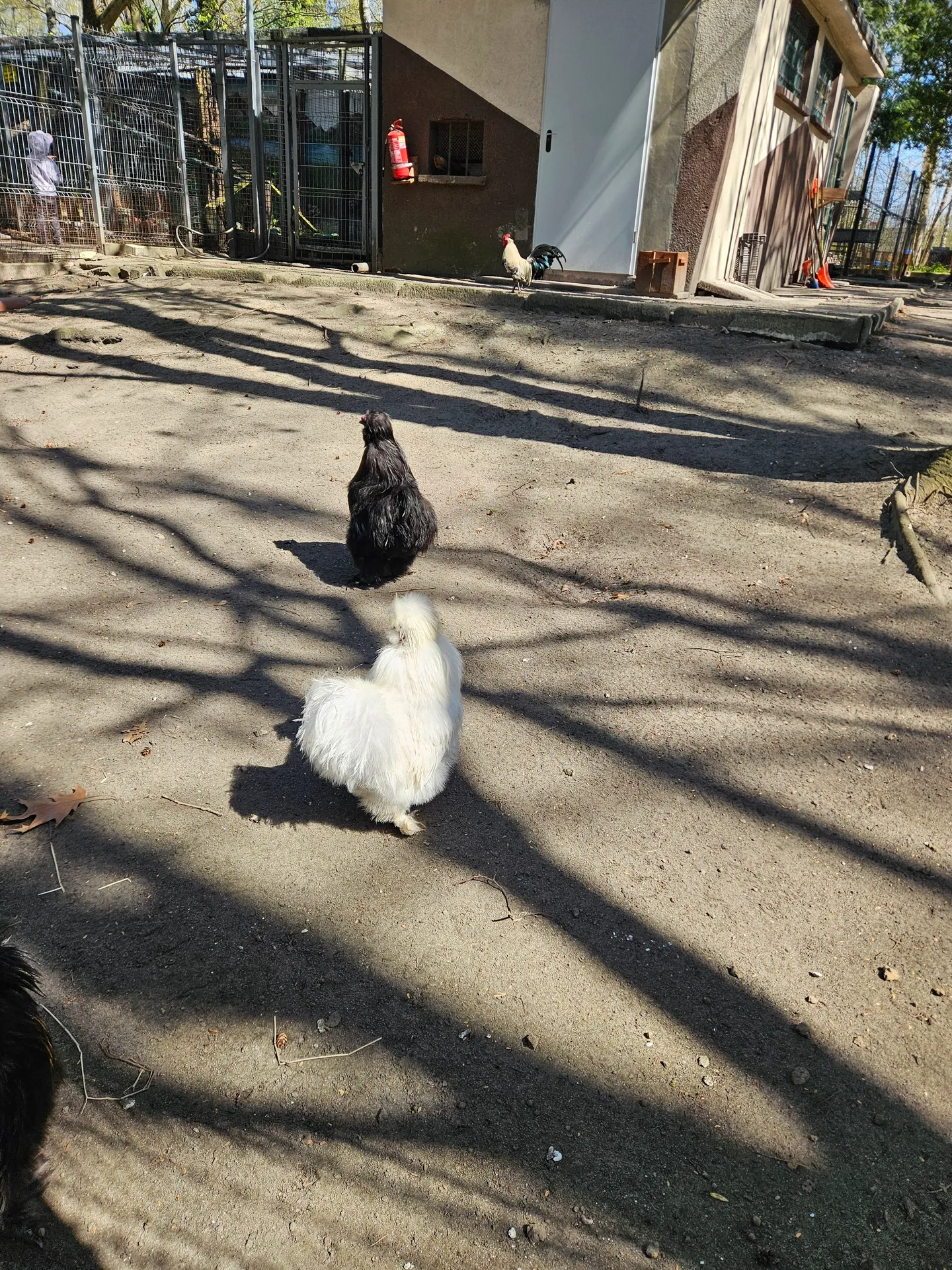 Park Jacka Kuronia w Sosnowcu z dziećmi – mini zoo, dinozaury i plac zabaw – zdjęcie 6