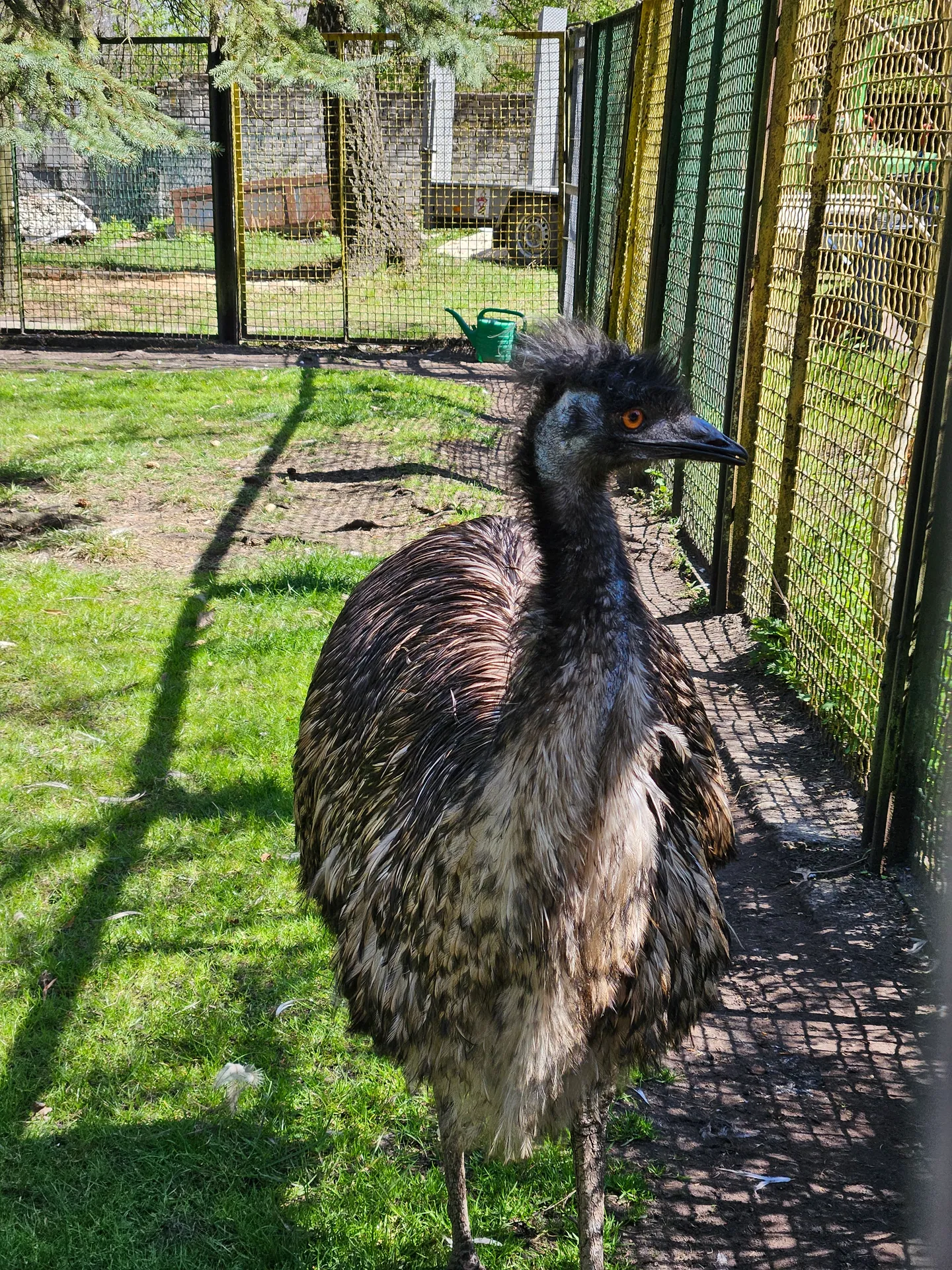 Park Jacka Kuronia w Sosnowcu z dziećmi – mini zoo, dinozaury i plac zabaw – zdjęcie 8