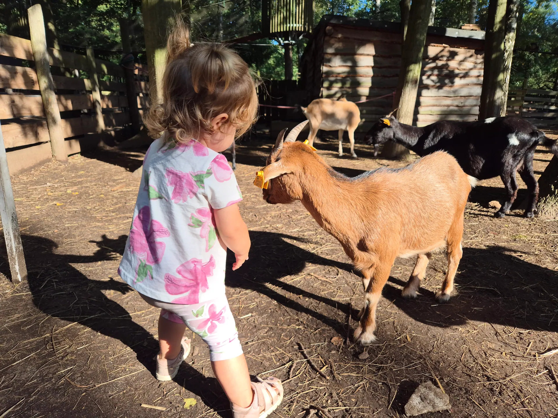 TwinPigs w Żorach – rodzinny park rozrywki – zdjęcie 3