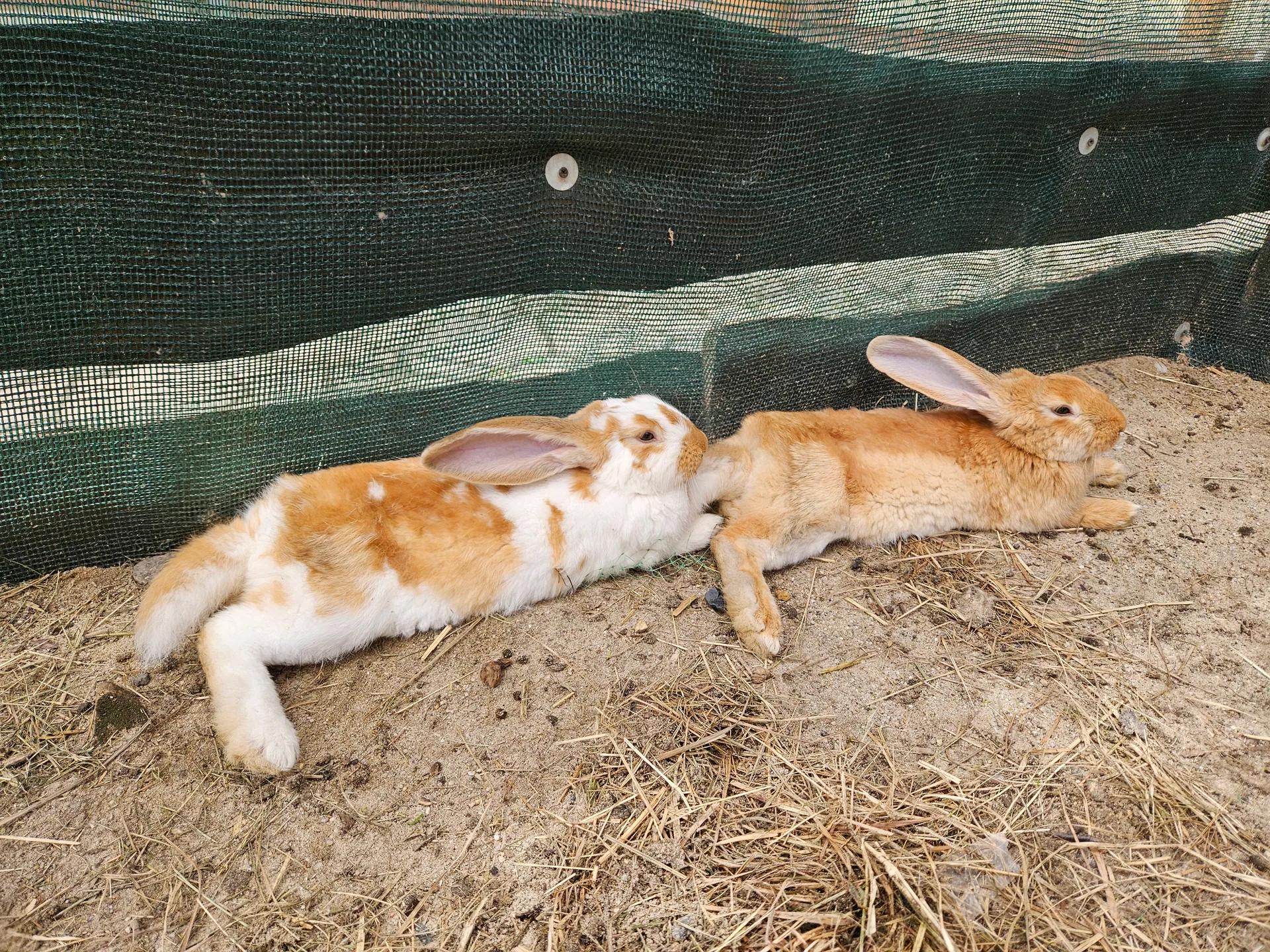 TwinPigs w Żorach – rodzinny park rozrywki – zdjęcie 11