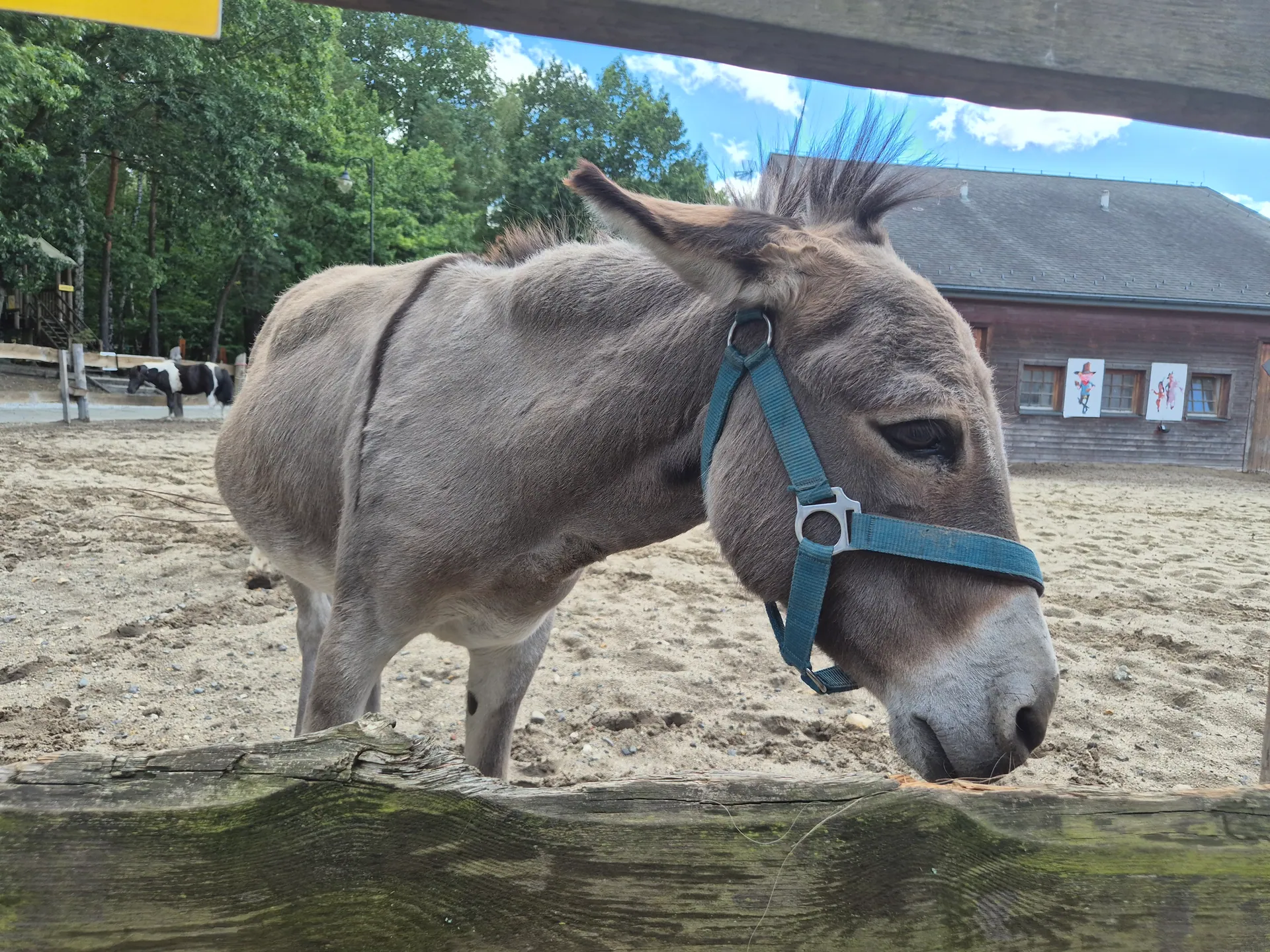 TwinPigs w Żorach – rodzinny park rozrywki – zdjęcie 27