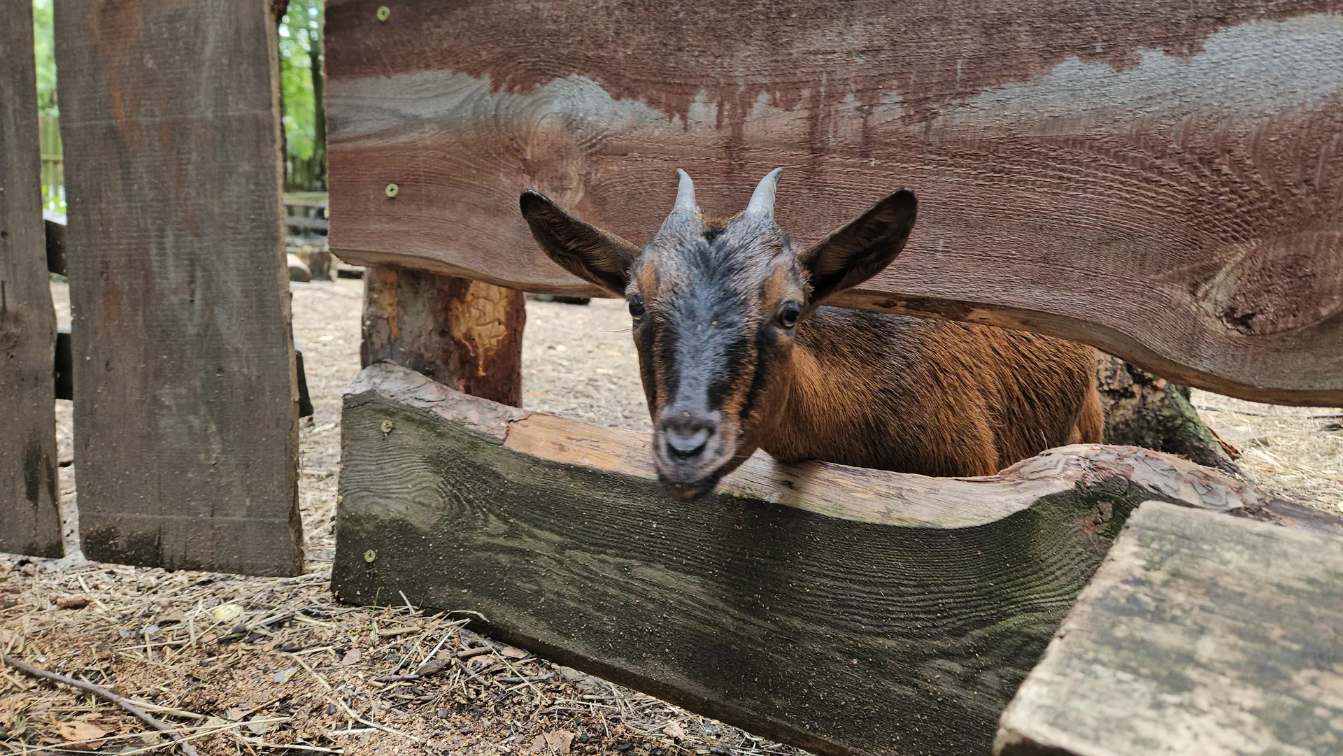 TwinPigs w Żorach – rodzinny park rozrywki – zdjęcie 30