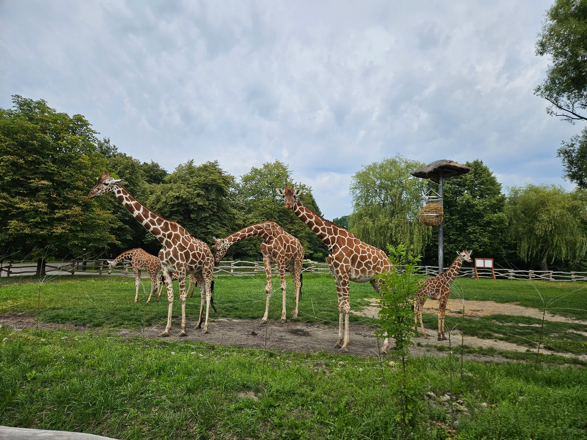 Zoo w Chorzowie – Śląski Ogród Zoologiczny z 2- i 4-latkiem – zdjęcie 1