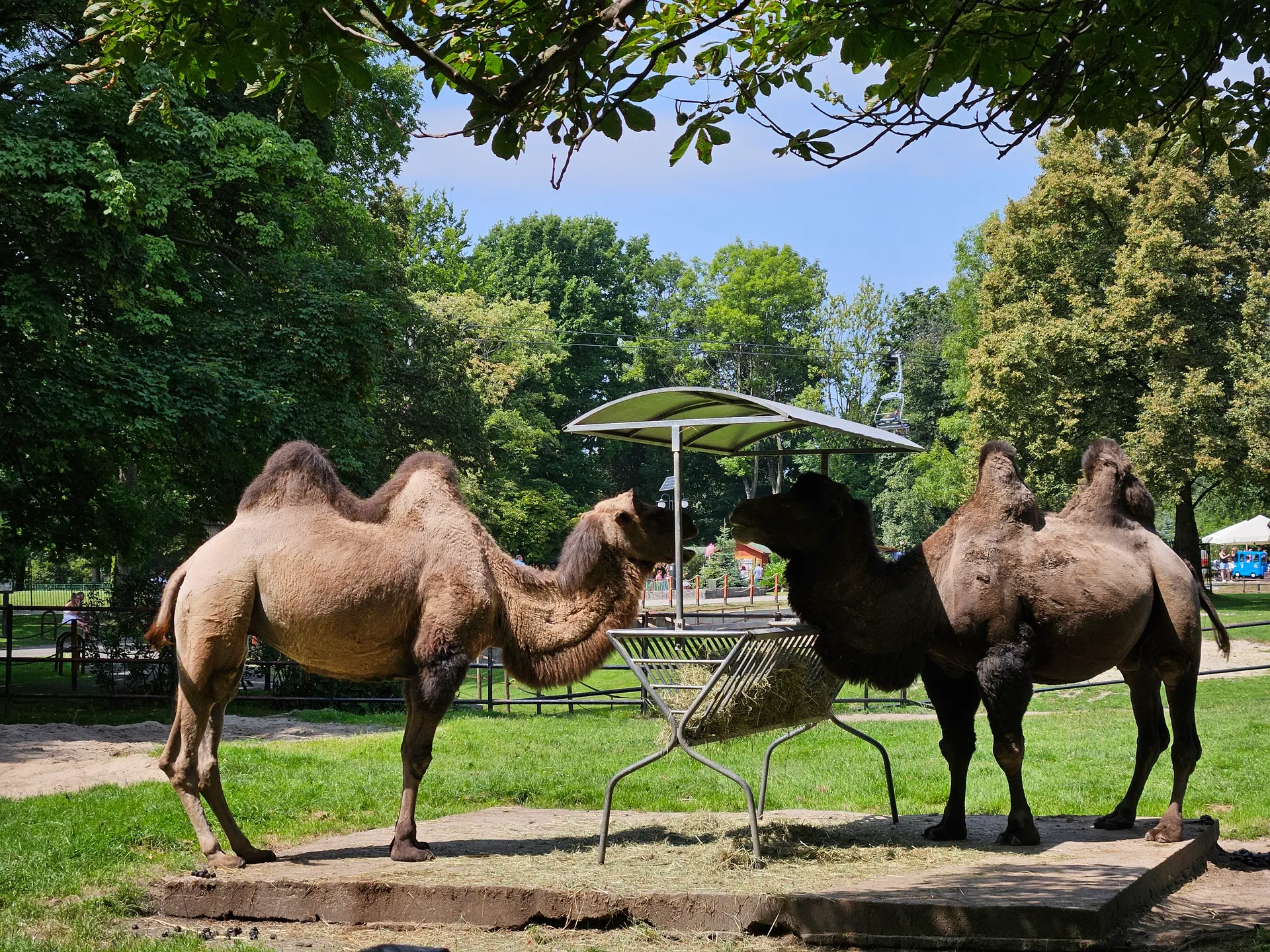 Zoo w Chorzowie – Śląski Ogród Zoologiczny z 2- i 4-latkiem – zdjęcie 2
