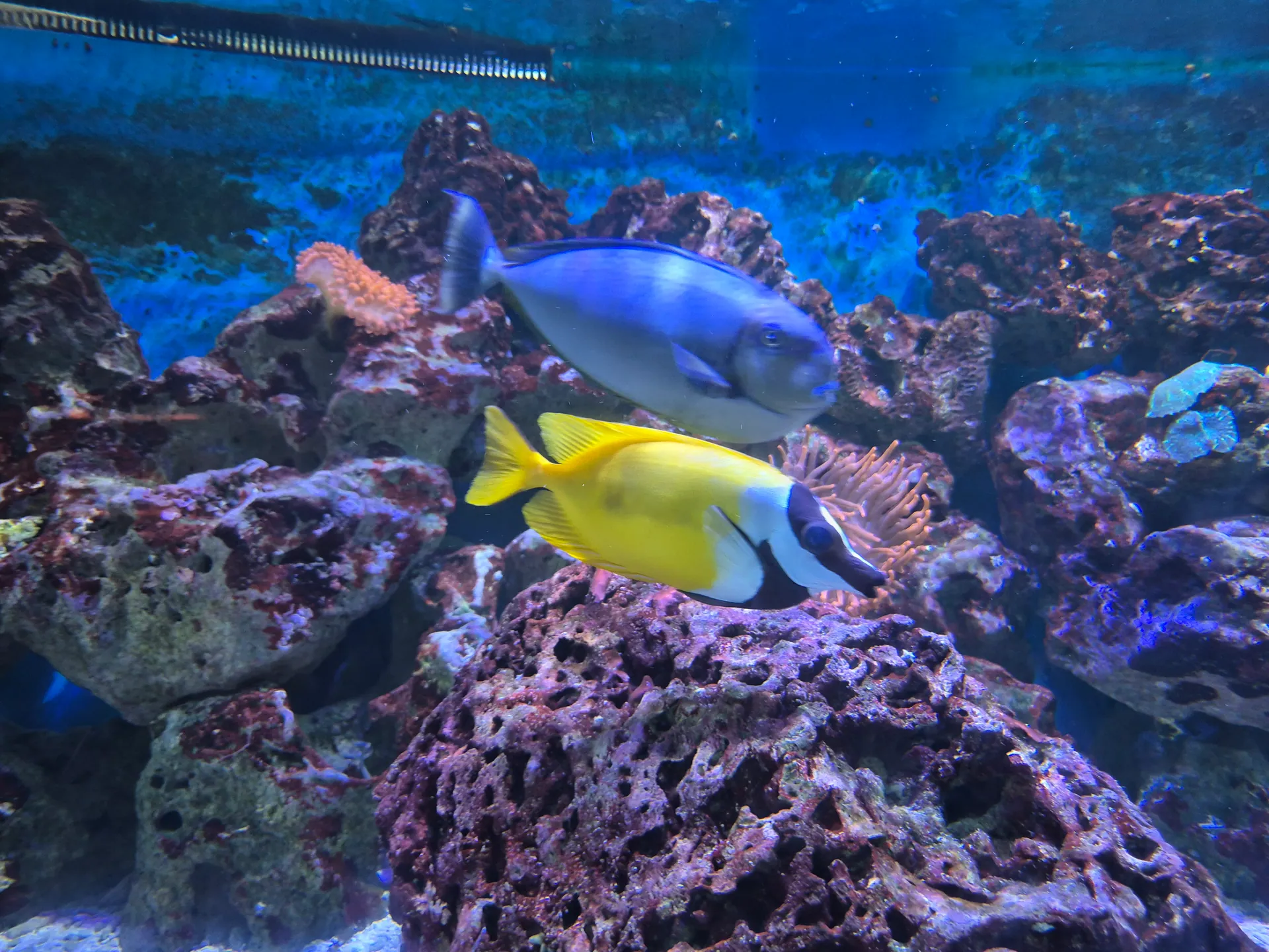 Zoo w Chorzowie – Śląski Ogród Zoologiczny z 2- i 4-latkiem – zdjęcie 3