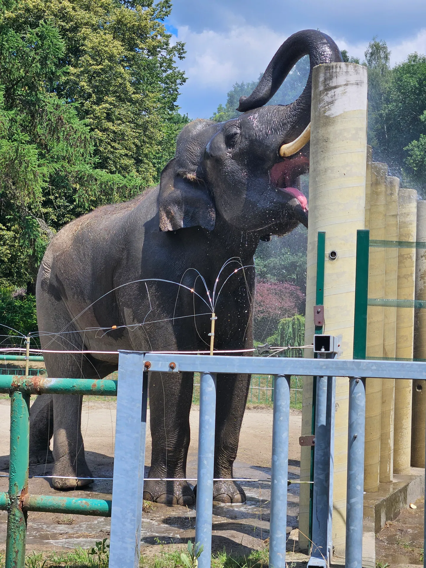 Zoo w Chorzowie – Śląski Ogród Zoologiczny z 2- i 4-latkiem – zdjęcie 5