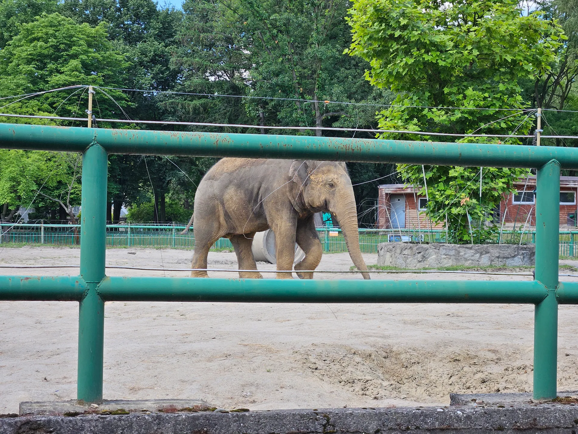 Zoo w Chorzowie – Śląski Ogród Zoologiczny z 2- i 4-latkiem – zdjęcie 6