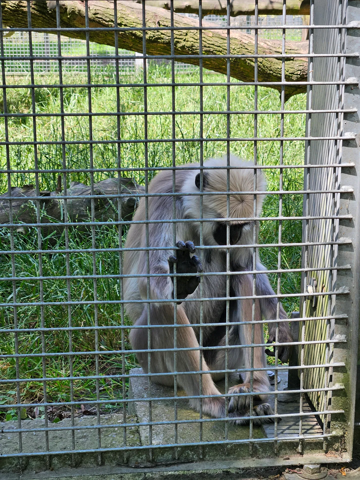 Zoo w Chorzowie – Śląski Ogród Zoologiczny z 2- i 4-latkiem – zdjęcie 8