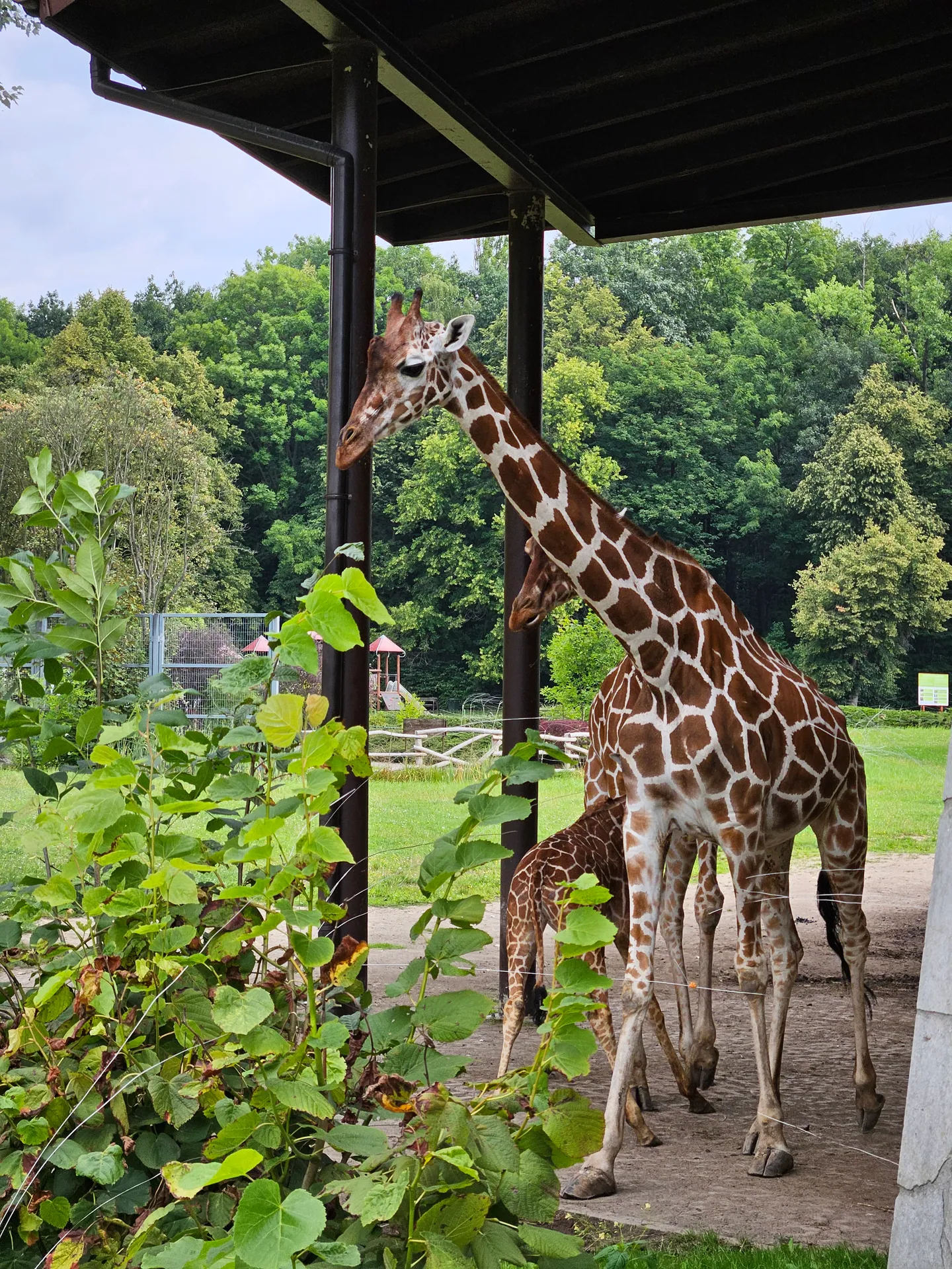 Zoo w Chorzowie – Śląski Ogród Zoologiczny z 2- i 4-latkiem – zdjęcie 12