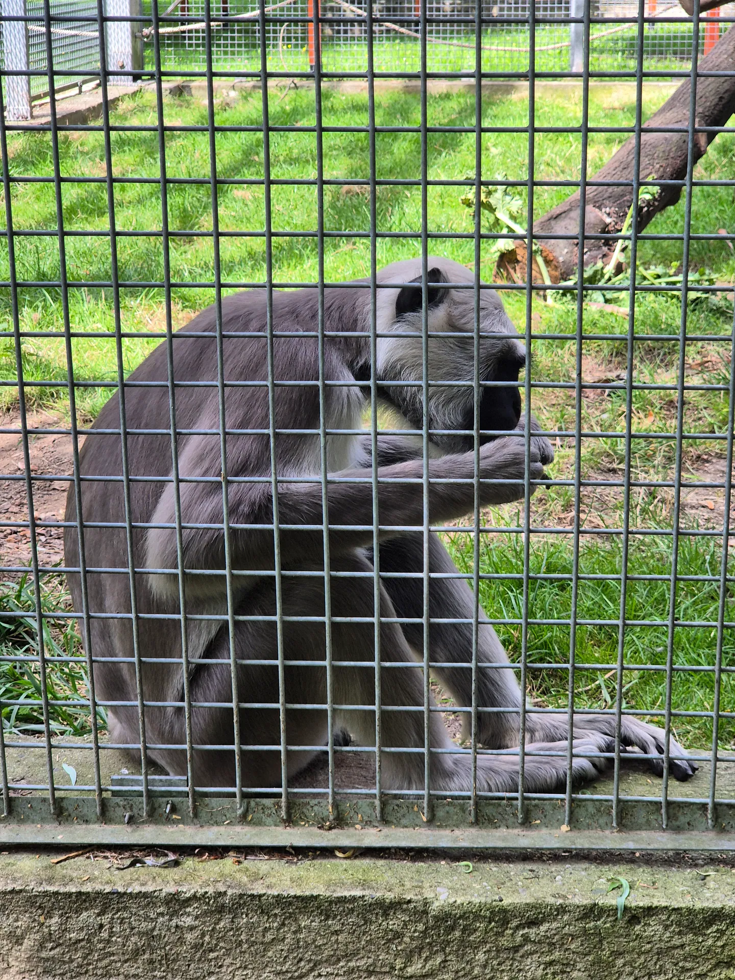 Zoo w Chorzowie – Śląski Ogród Zoologiczny z 2- i 4-latkiem – zdjęcie 14