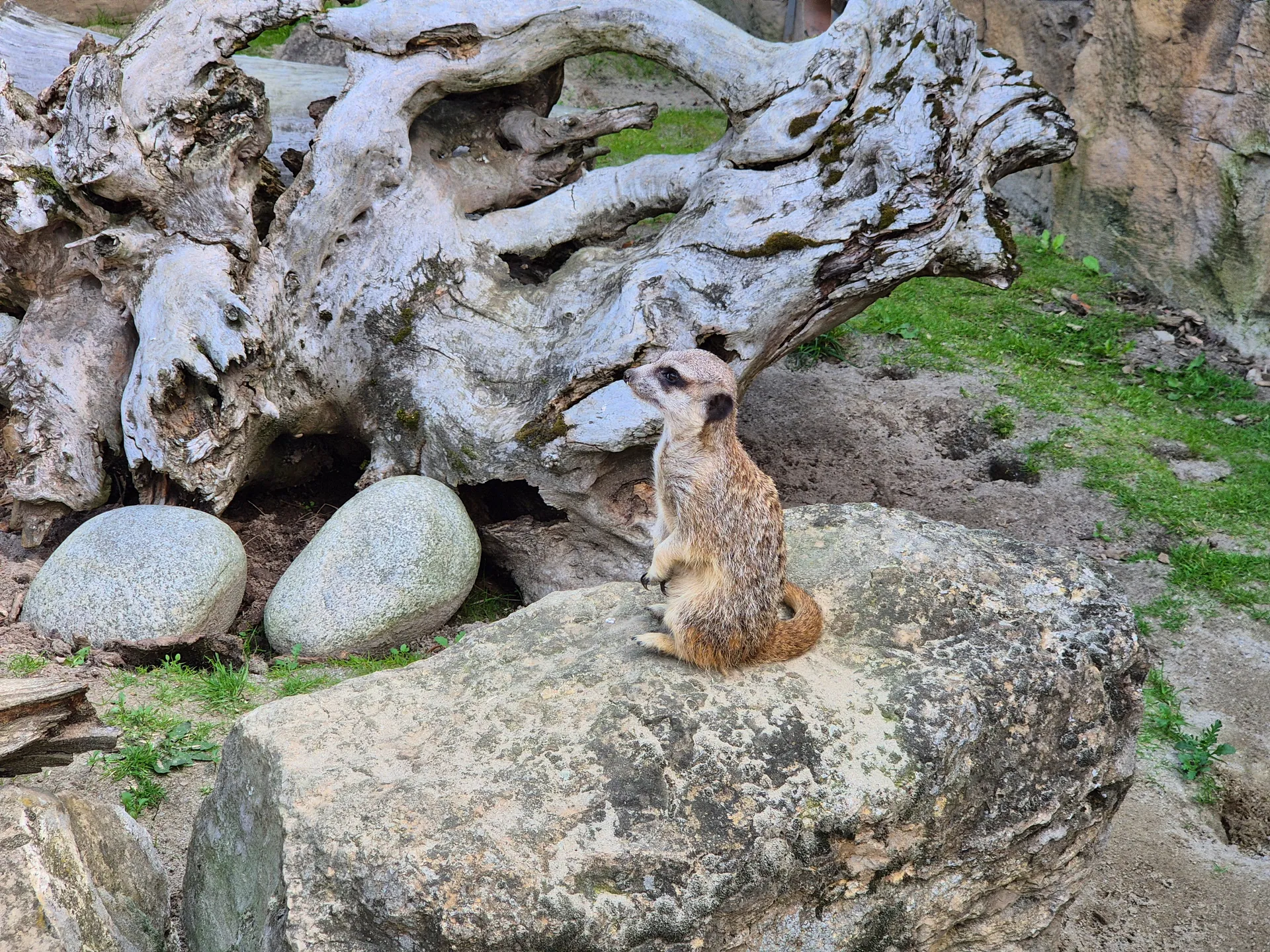 Zoo w Chorzowie – Śląski Ogród Zoologiczny z 2- i 4-latkiem – zdjęcie 15