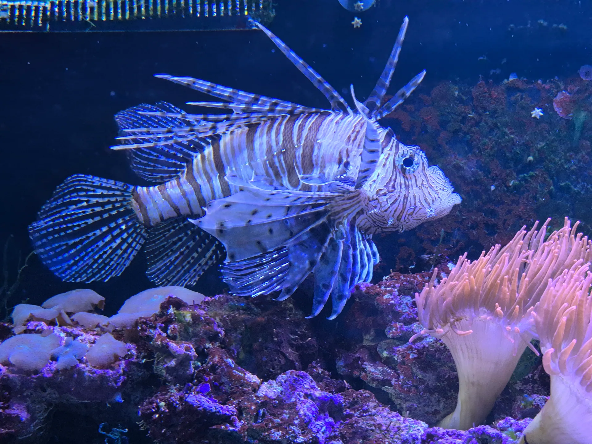 Zoo w Chorzowie – Śląski Ogród Zoologiczny z 2- i 4-latkiem – zdjęcie 20