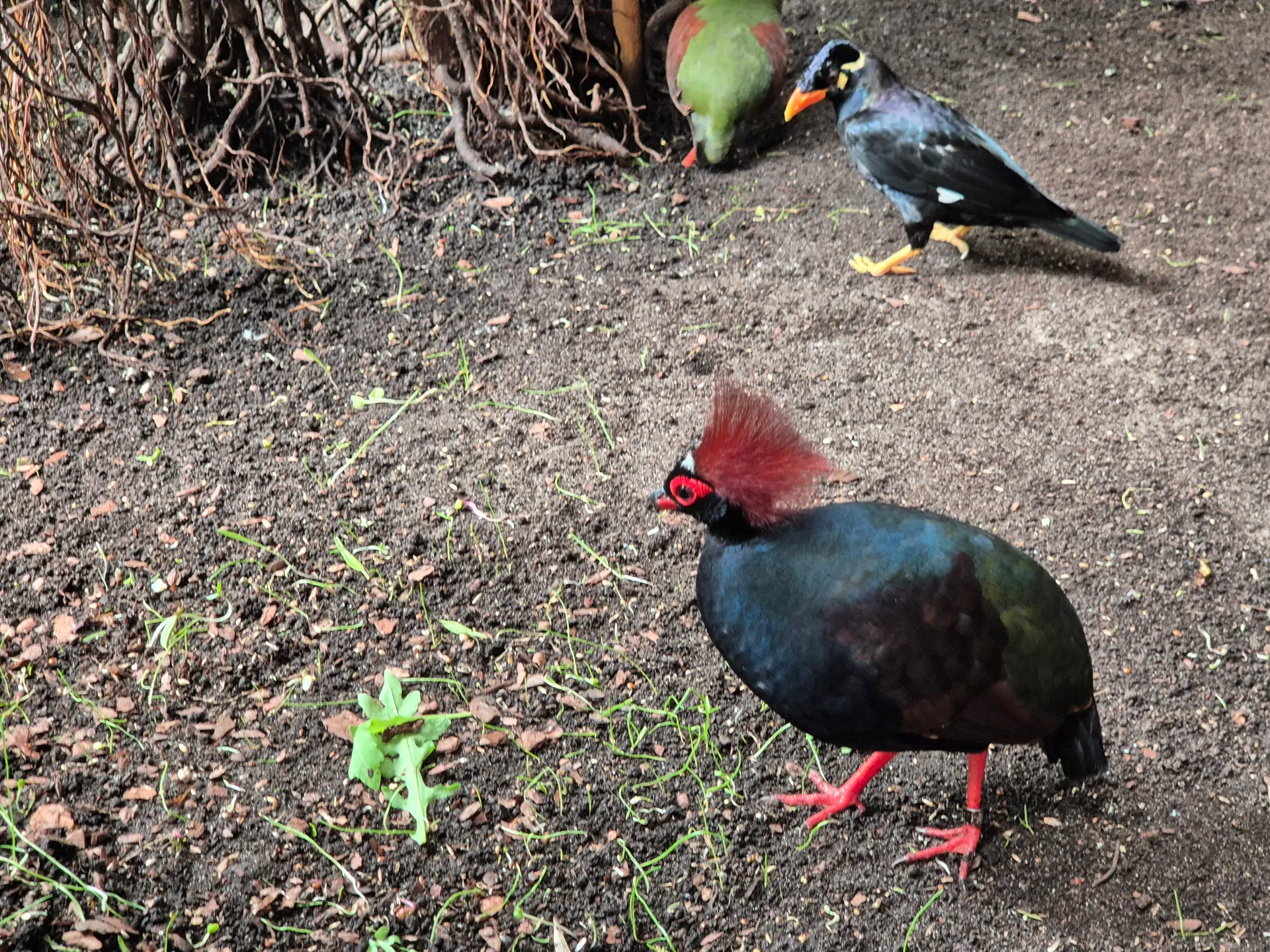 Zoo w Chorzowie – Śląski Ogród Zoologiczny z 2- i 4-latkiem – zdjęcie 23