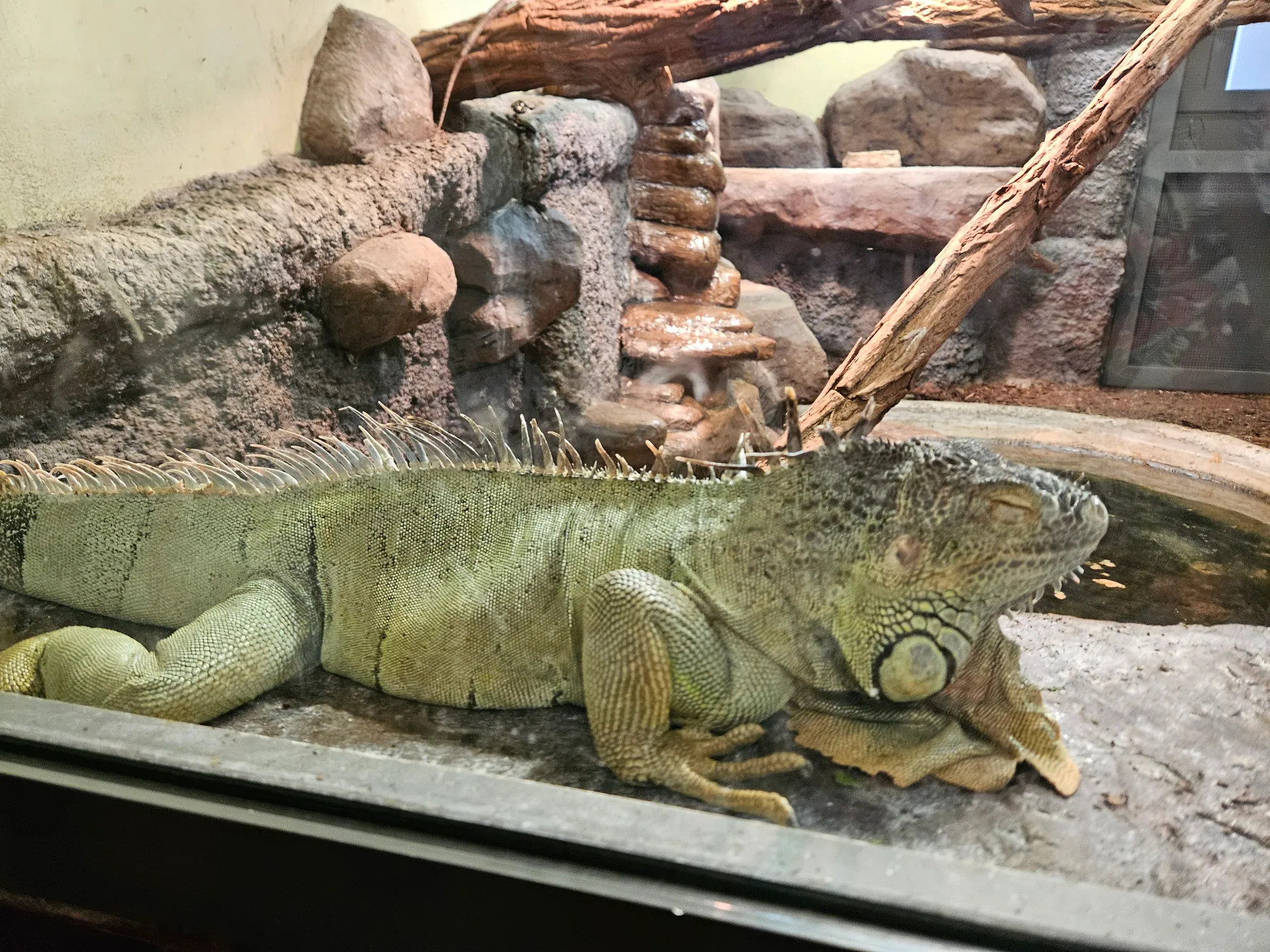 Zoo w Chorzowie – Śląski Ogród Zoologiczny z 2- i 4-latkiem – zdjęcie 24