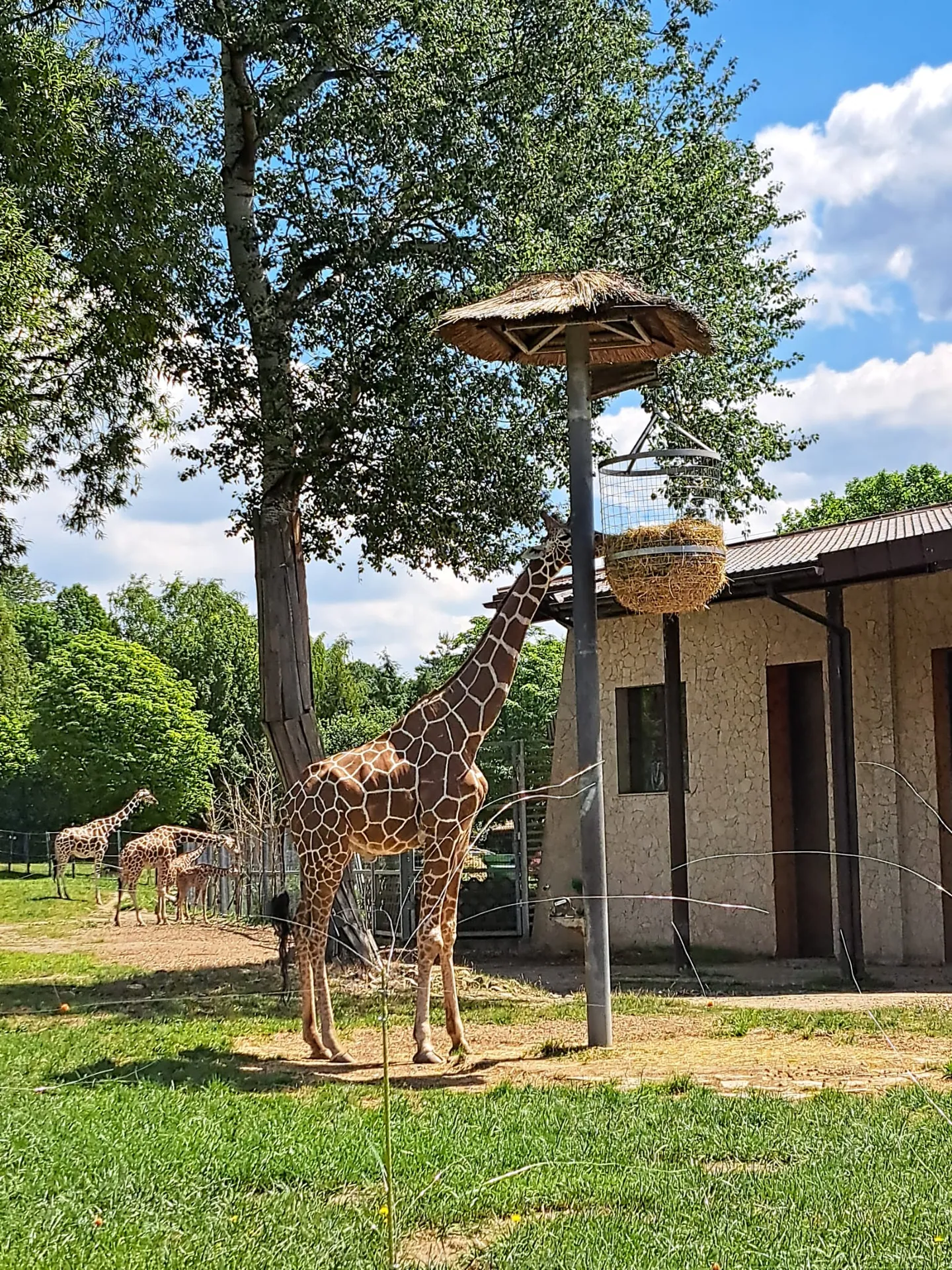 Zoo w Chorzowie – Śląski Ogród Zoologiczny z 2- i 4-latkiem – zdjęcie 25