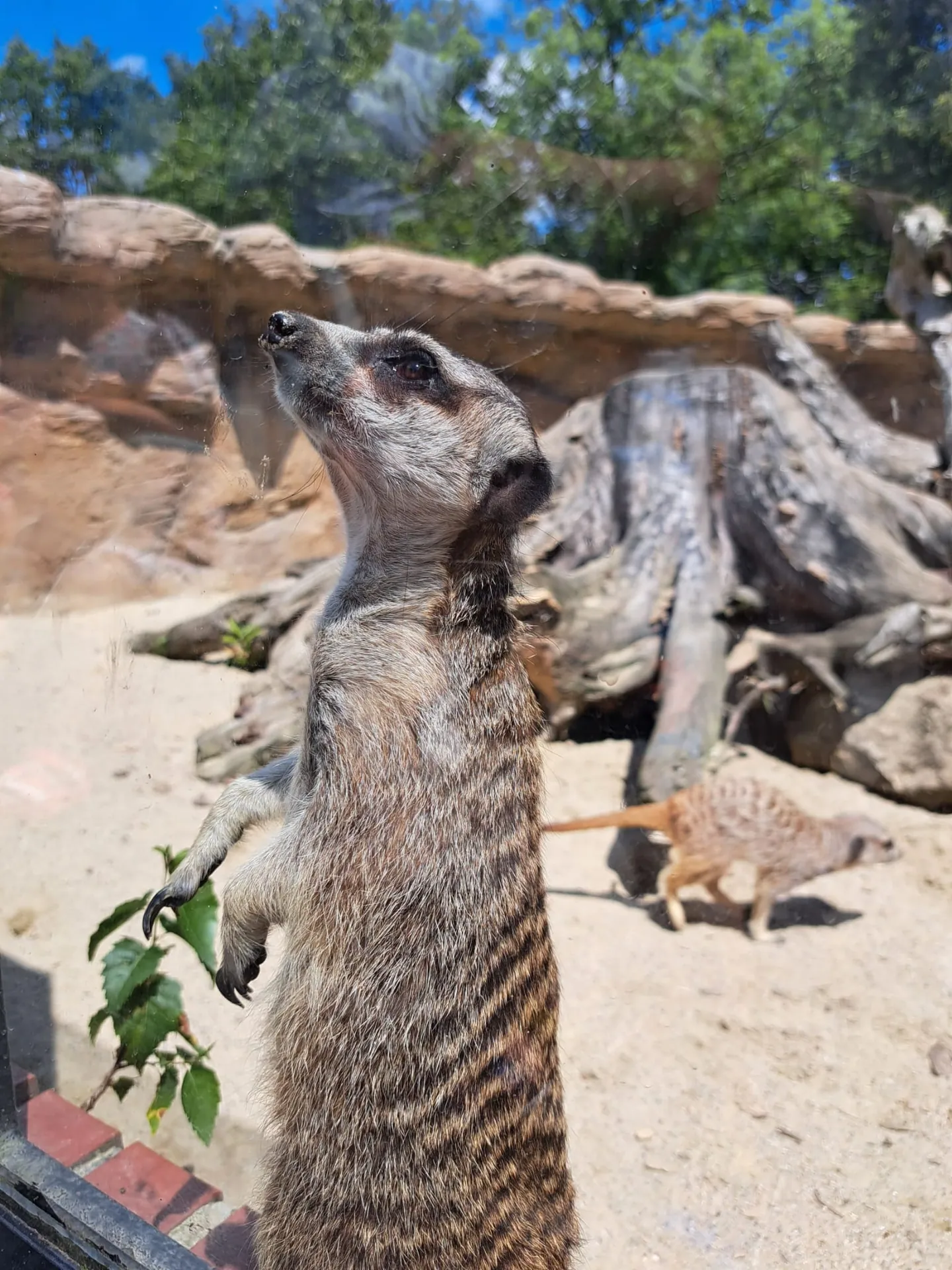Zoo w Chorzowie – Śląski Ogród Zoologiczny z 2- i 4-latkiem – zdjęcie 26