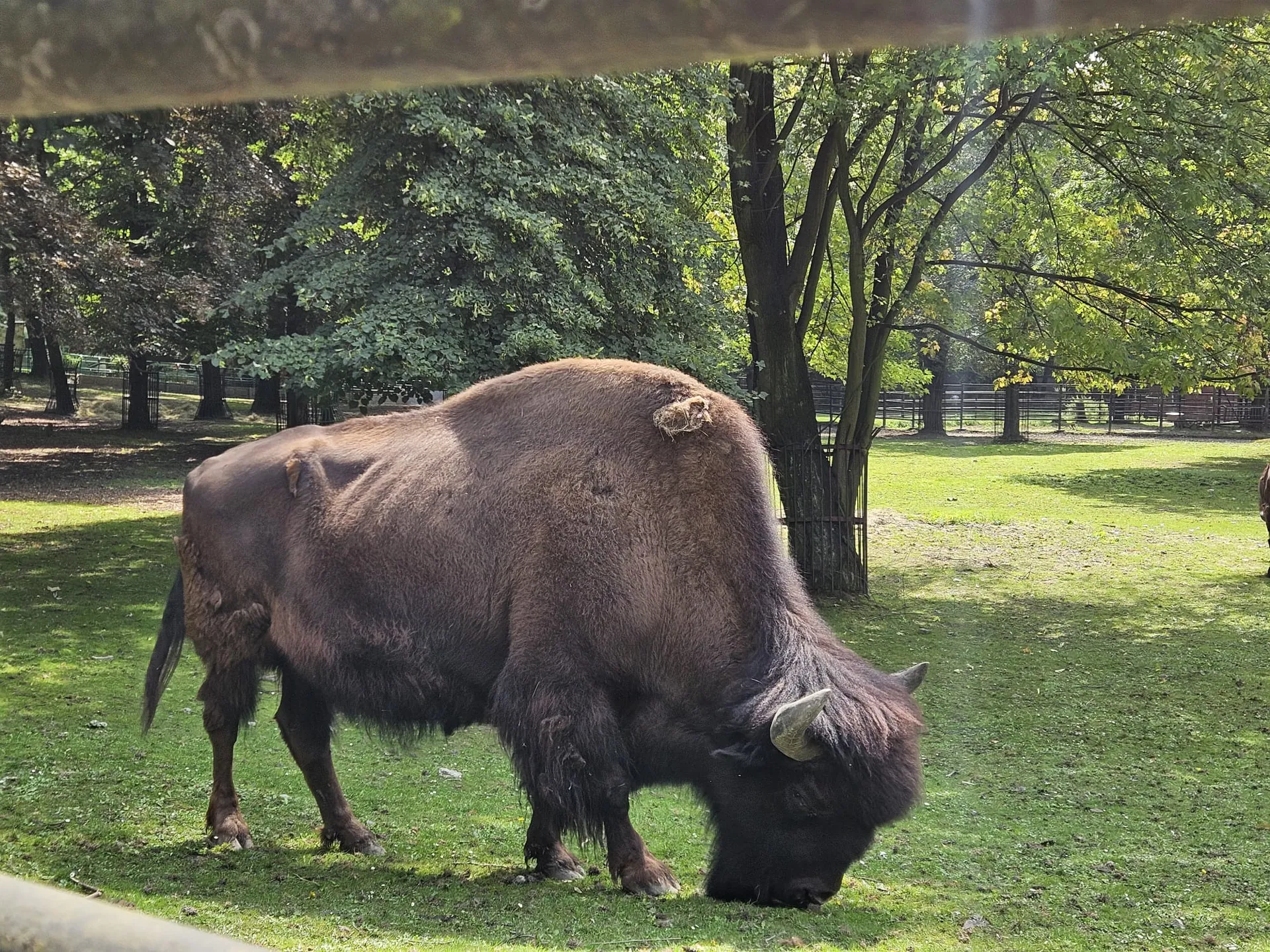Zoo w Chorzowie – Śląski Ogród Zoologiczny z 2- i 4-latkiem – zdjęcie 27