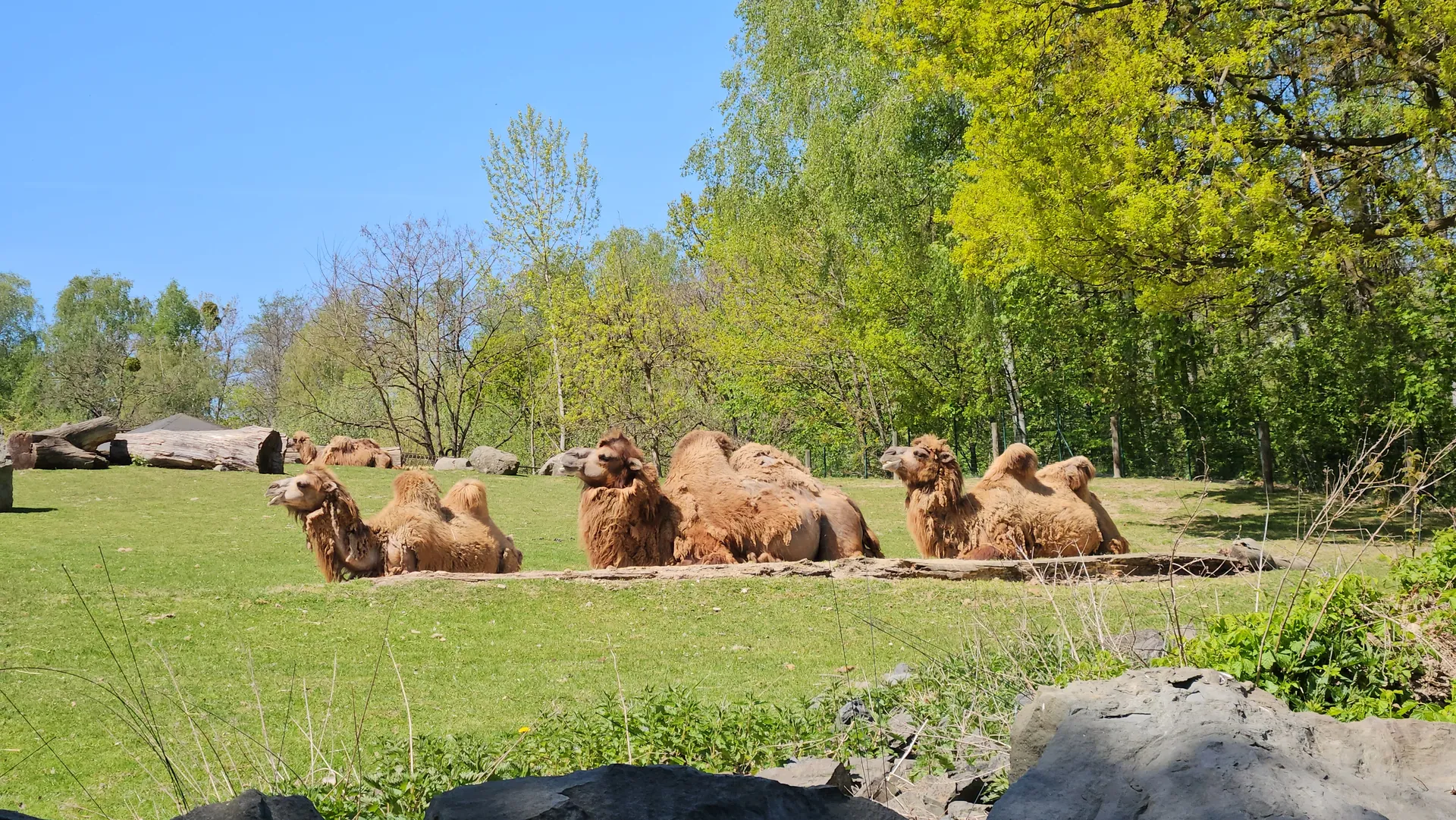Zoo Ostrava – całodniowa wycieczka z dziećmi – zdjęcie 12