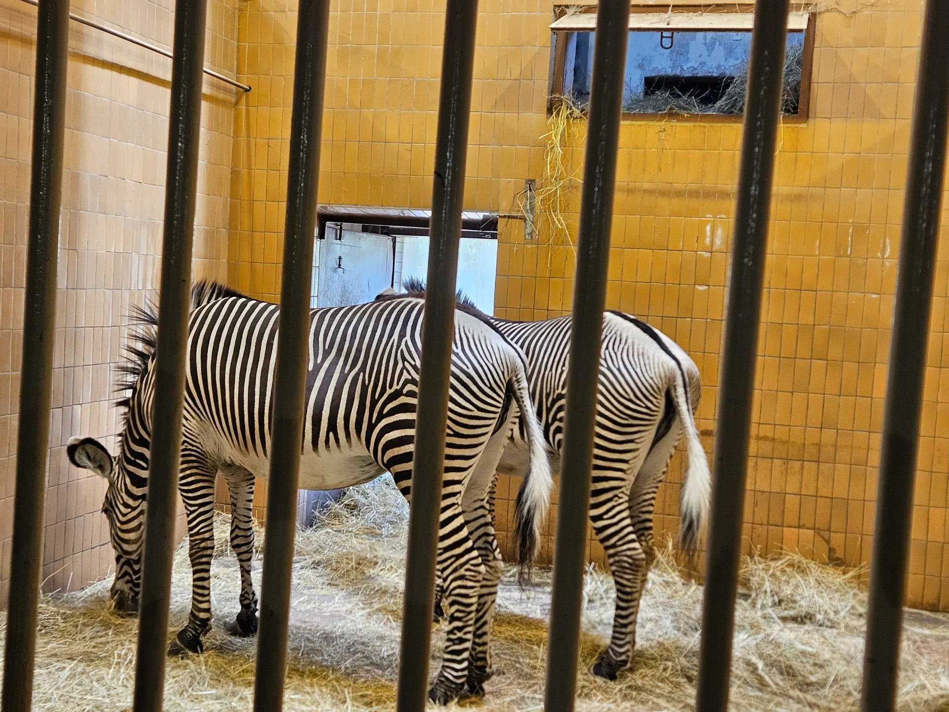 Zoo Ostrava – całodniowa wycieczka z dziećmi – zdjęcie 13