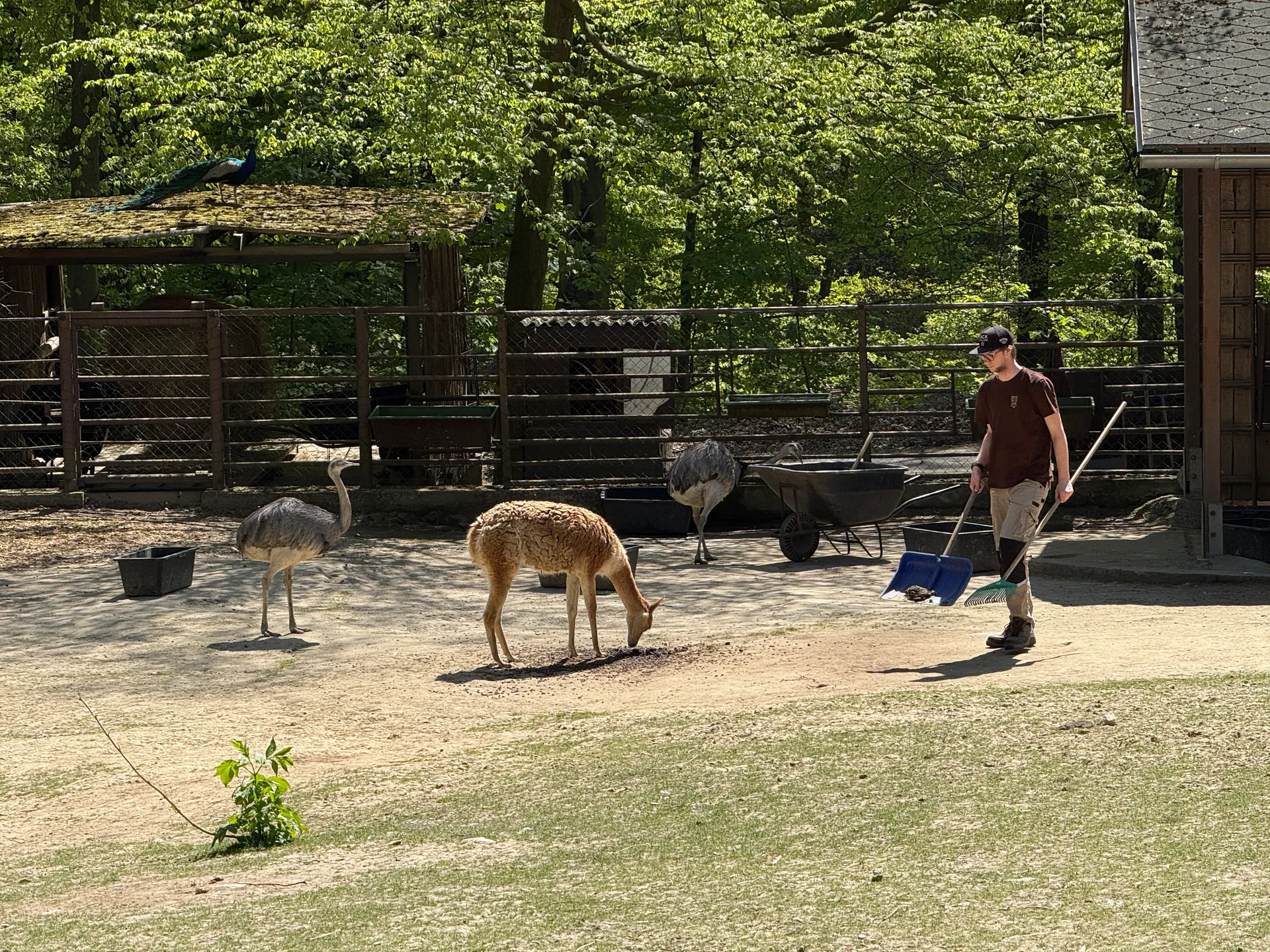 Zoo Ostrava – całodniowa wycieczka z dziećmi – zdjęcie 25